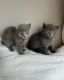 Scottish Fold Cats for sale in Savage, MN, USA. price: $500