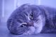Scottish Fold Cats for sale in Seattle, WA, USA. price: NA