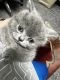 Scottish Fold Cats for sale in Greensboro, NC, USA. price: $1,450