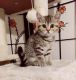 Scottish Fold Cats for sale in Margate, FL, USA. price: $600