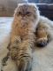 Scottish Fold Cats for sale in Salem, OR, USA. price: NA