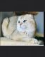 Scottish Fold Cats for sale in Milltown, NJ, USA. price: NA
