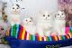 Scottish Fold Cats for sale in 401 W 11th St, Laurel, MT 59044, USA. price: $1,000