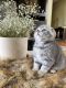 Scottish Fold Cats for sale in Happy Valley, OR, USA. price: $1,900