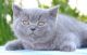 Scottish Fold Cats for sale in Katy, TX, USA. price: $1,500