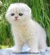 Scottish Fold Cats for sale in Katy, TX, USA. price: $2,500