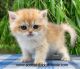 Scottish Fold Cats for sale in McKinney, TX, USA. price: NA