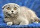 Scottish Fold Cats for sale in McKinney, TX, USA. price: $1,900