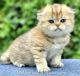 Scottish Fold Cats for sale in McKinney, TX, USA. price: $2,000