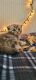 Scottish Fold Cats for sale in COBBS LK PRES, PA 18436, USA. price: NA
