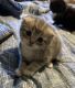 Scottish Fold Cats for sale in Conneaut Lake, PA 16316, USA. price: NA