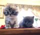 Scottish Fold Cats for sale in Orlando, FL, USA. price: NA