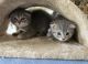 Scottish Fold Cats for sale in Savage, MN, USA. price: $1,500