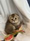 Scottish Fold Cats for sale in Greer, SC, USA. price: $2,000