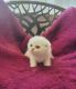 Scottish Fold Cats for sale in Levittown, PA, USA. price: NA