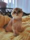 Scottish Fold Cats for sale in Levittown, PA, USA. price: $1,400