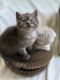 Scottish Fold Cats for sale in Burnsville, MN 55306, USA. price: $700