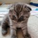 Scottish Fold Cats for sale in Burnsville, MN 55306, USA. price: $1,000