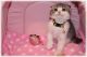 Scottish Fold Cats for sale in Klamath Falls, OR, USA. price: NA