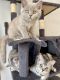 Scottish Fold Cats for sale in 87052 470 Ave, Stuart, NE 68780, USA. price: $350