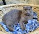 Scottish Fold Cats for sale in College Rd, Fairbanks, AK, USA. price: NA