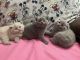 Scottish Fold Cats for sale in Philadelphia, PA, USA. price: $1,400