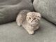Scottish Fold Cats for sale in Los Angeles, CA 90002, USA. price: $500