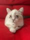 Scottish Fold Cats for sale in Clearwater, FL, USA. price: $1,000
