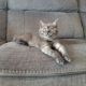 Scottish Fold Cats for sale in Rosemount, MN 55068, USA. price: $800