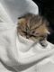 Scottish Fold Cats for sale in Gainesville, GA, USA. price: $2,500