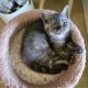 Scottish Fold Cats for sale in Rosemount, MN 55068, USA. price: $1,100