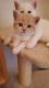 Scottish Fold Cats for sale in Van Nuys, CA 91316, USA. price: $1,100