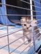 Scottish Fold Cats for sale in Jersey City, NJ, USA. price: $1,500