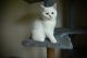 Scottish Fold Cats for sale in Portland, OR, USA. price: NA