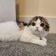 Scottish Fold Cats for sale in Seattle, WA, USA. price: $1,500