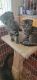 Scottish Fold Cats for sale in Morgan Hill, CA, USA. price: $500