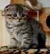 Scottish Fold Cats for sale in Willow Grove, PA, USA. price: $450