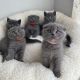 Scottish Fold Cats for sale in Floral Park, NY 11001, USA. price: NA