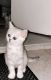 Scottish Fold Cats for sale in Jersey City, NJ, USA. price: $1,500