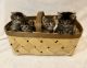 Scottish Fold Cats for sale in Southampton, PA, USA. price: $1,000