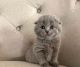 Scottish Fold Cats for sale in New Yorkweg, 1334 NA Almere, Netherlands. price: 400 EUR