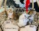 Scottish Fold Cats for sale in New Prague Blvd, Minnesota, USA. price: $1,500