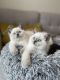 Scottish Fold Cats for sale in Des Plaines, IL, USA. price: $1,500