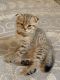 Scottish Fold Cats for sale in Bensalem, PA 19020, USA. price: $900