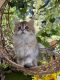 Scottish Fold Cats for sale in Portland, OR, USA. price: $1,800