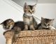 Scottish Fold Cats for sale in Davenport, FL, USA. price: NA