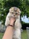 Scottish Fold Cats for sale in Hollywood, FL, USA. price: $2,500