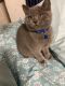 Scottish Fold Cats for sale in Brooklyn, NY, USA. price: $1,200