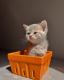 Scottish Fold Cats for sale in New York, NY 10019, USA. price: NA