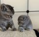 Scottish Fold Cats for sale in Glassboro, NJ 08028, USA. price: $280